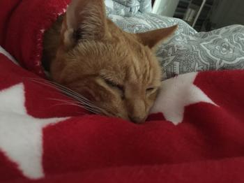 Chimo Bild von Chimo