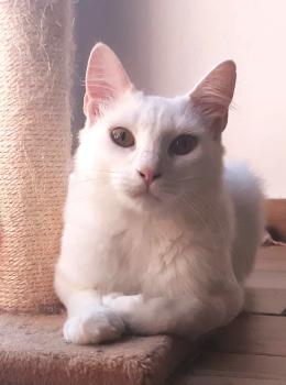 Zuri Bild von Zuri