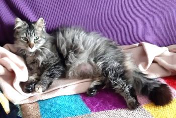 Bild von Lana