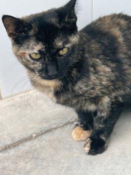 Dora Bild von Dora