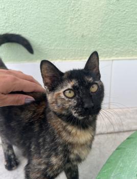 Dora Bild von Dora