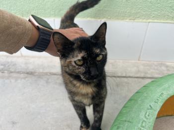 Dora Bild von Dora