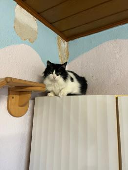 Layla Bild von Layla