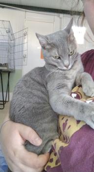 Bluey Bild von Bluey