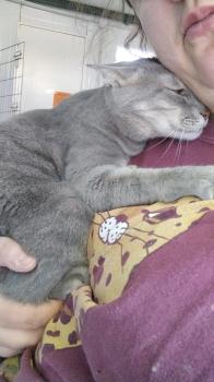 Bluey Bild von Bluey