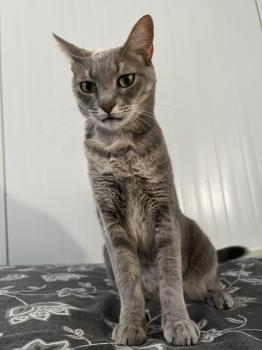 Bluey Bild von Bluey