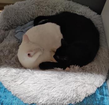 Bagheera Bild von Bagheera