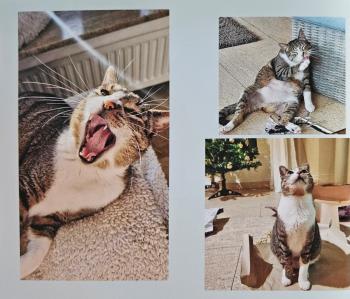 Harper Bild von Harper