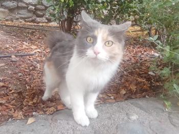 Anais Bild von Anais