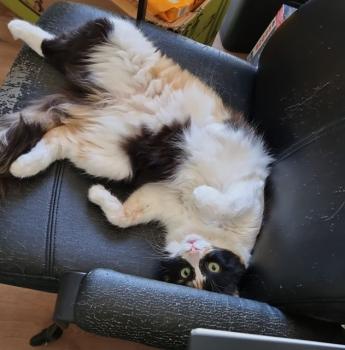 Melisa Bild von Melisa