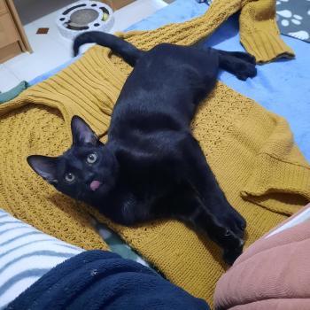 Hugo Bild von Hugo