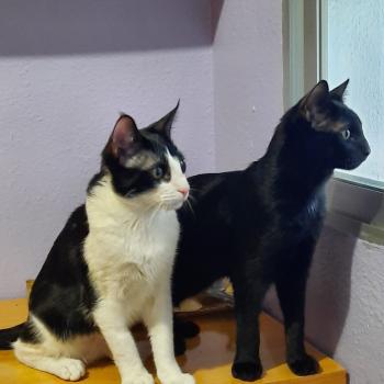 Hugo Bild von Hugo
