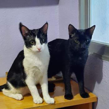 Hugo Bild von Hugo