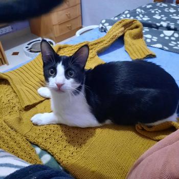 Hector Bild von Hector