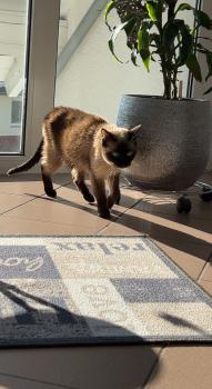 Juncal Bild von Juncal