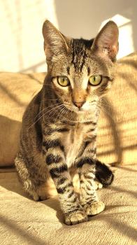 Flip Bild von Flip