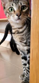 Flip Bild von Flip