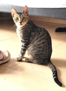 Flip Bild von Flip