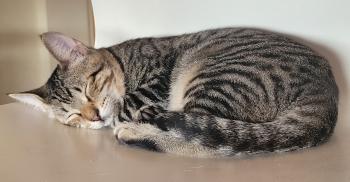 Flip Bild von Flip