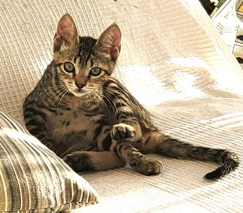 Flip Bild von Flip