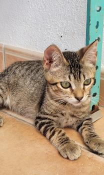 Flip Bild von Flip