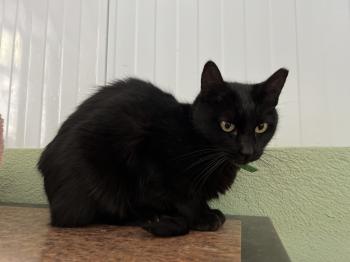 Blaqui Bild von Blaqui