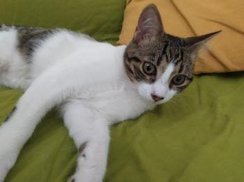 Cosimo Bild von Cosimo