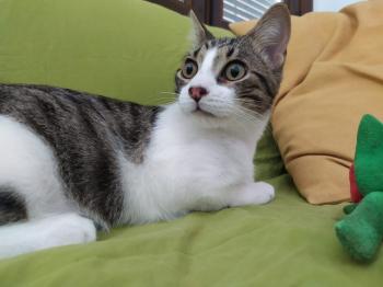 Cosimo Bild von Cosimo