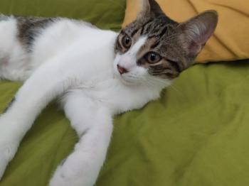 Cosimo Bild von Cosimo