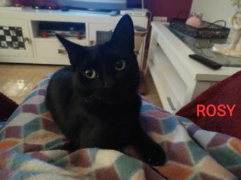 Rosy Bild von Rosy