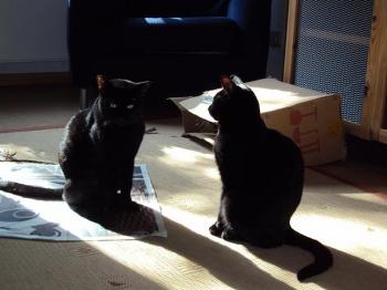 Esquo + Otto Bild von Esqueleto