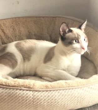 Cotton Bild von Cotton