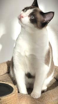 Cotton Bild von Cotton