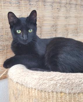 Suri Bild von Suri