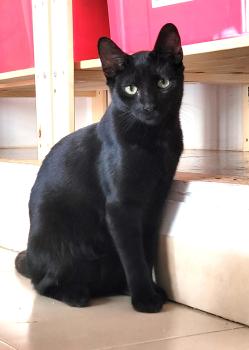 Suri Bild von Suri