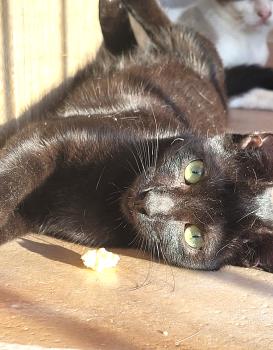 Kilo Bild von Kilo