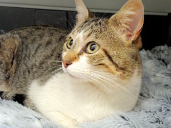 Bild von Jeronimo