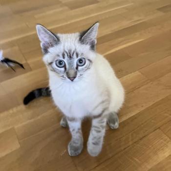 Greta Bild von Greta