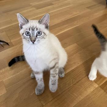 Greta Bild von Greta
