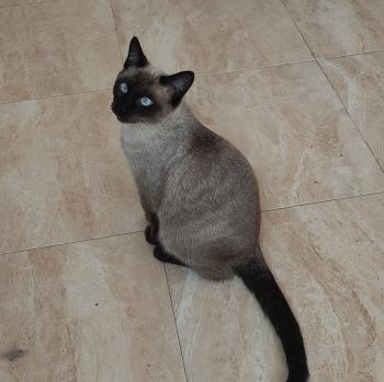 Bild von Kuro