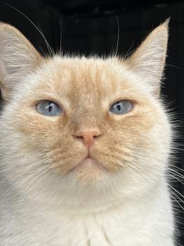 Wallas Bild von Wallas