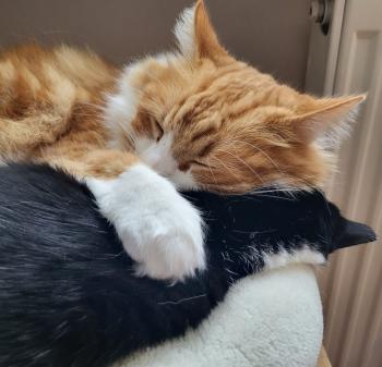 Cheddar Bild von Cheddar