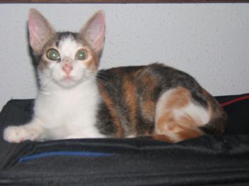 Frieda Bild von Frida