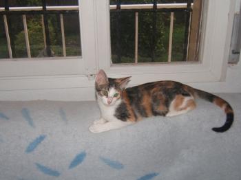 Frieda Bild von Frida