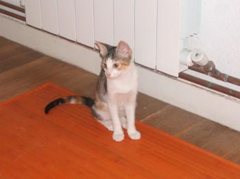 Frieda Bild von Frida
