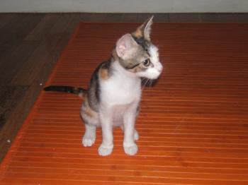 Frieda Bild von Frida