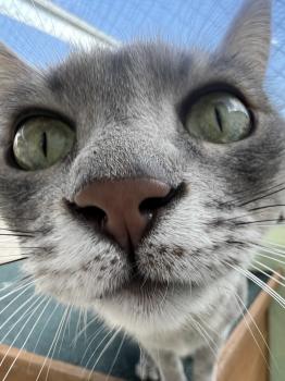 Bluey Bild von Bluey