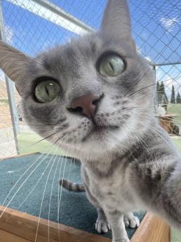 Bluey Bild von Bluey