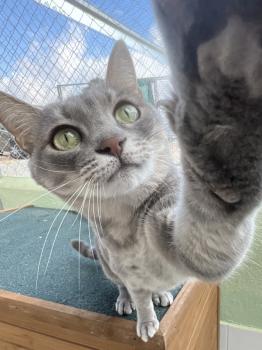 Bluey Bild von Bluey
