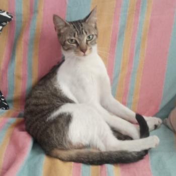 Nubia Bild von Nubia